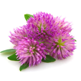 Red Clover